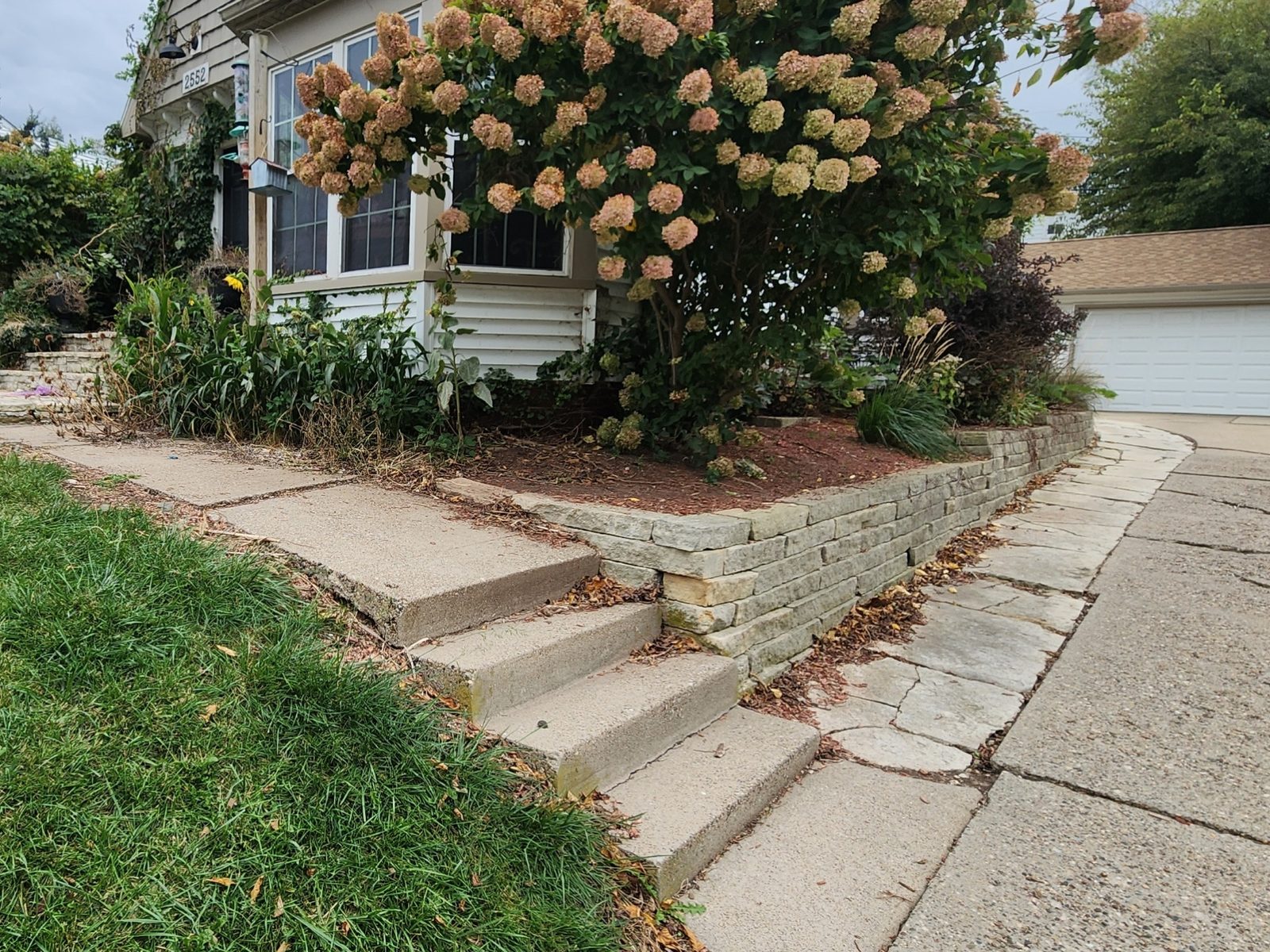 Photograph of a front entry before construction: cracked concrete steps settling away from the walk, a tired low block edge under an overgrown hydrangea and a lawn slope running down to the driveway.